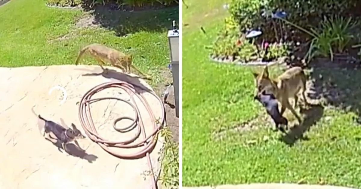 Home Surveillance Captures Coyote Attack & Ultimate Rescue Of Family Dog
