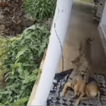 Dog Taking A Nap On Front Porch Somehow Miraculously Survives Leopard Attack
