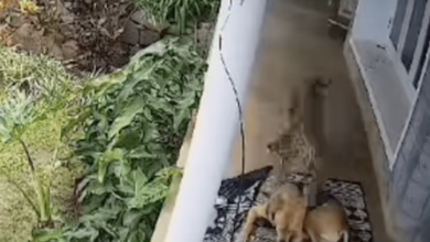 Dog Taking A Nap On Front Porch Somehow Miraculously Survives Leopard Attack