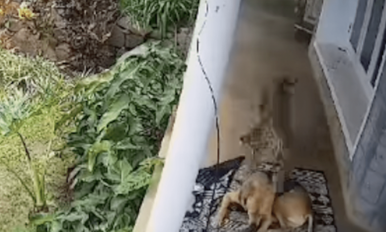 Dog Taking A Nap On Front Porch Somehow Miraculously Survives Leopard Attack