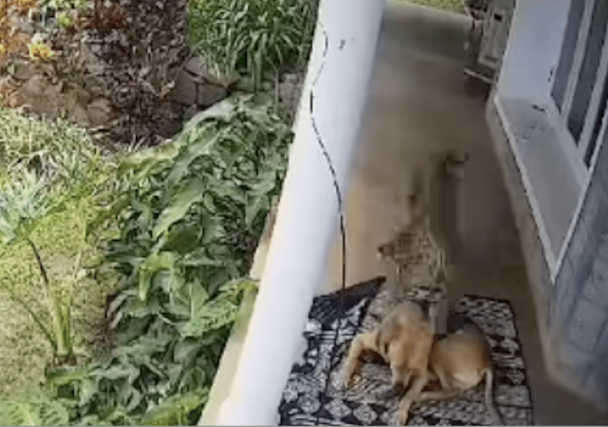 Dog Taking A Nap On Front Porch Somehow Miraculously Survives Leopard Attack