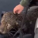 Dramatic rescue in Brazil: Jaguar with multiple gunshot wounds pulled from river |