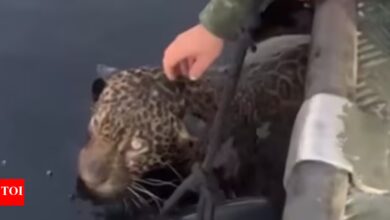 Dramatic rescue in Brazil: Jaguar with multiple gunshot wounds pulled from river |