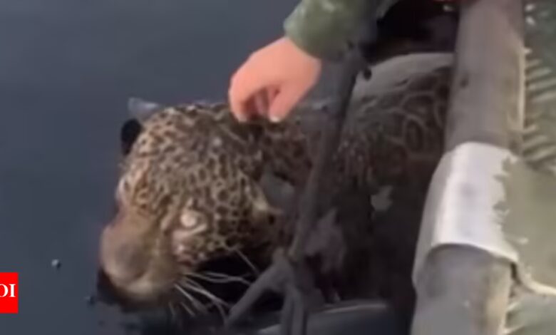 Dramatic rescue in Brazil: Jaguar with multiple gunshot wounds pulled from river |