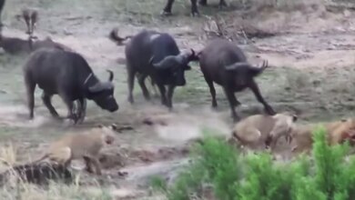Dramatic Footage Shows Buffalo Escaping Lion Attack After Herd Swoops In To Save Her