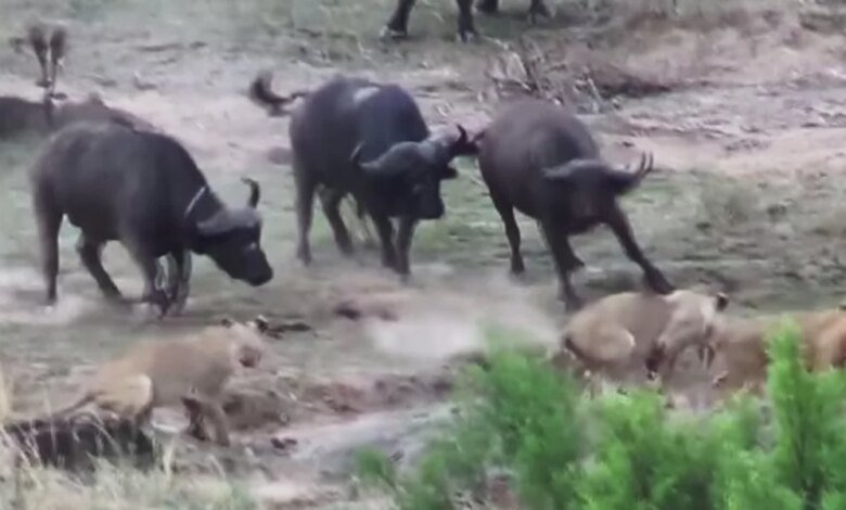 Dramatic Footage Shows Buffalo Escaping Lion Attack After Herd Swoops In To Save Her