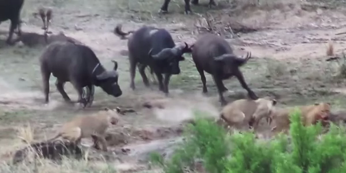 Dramatic Footage Shows Buffalo Escaping Lion Attack After Herd Swoops In To Save Her