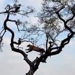 Leopard vs. monkey: Epic tree chase video