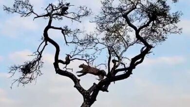 Leopard vs. monkey: Epic tree chase video