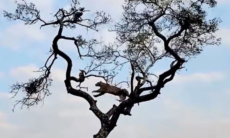 Leopard vs. monkey: Epic tree chase video