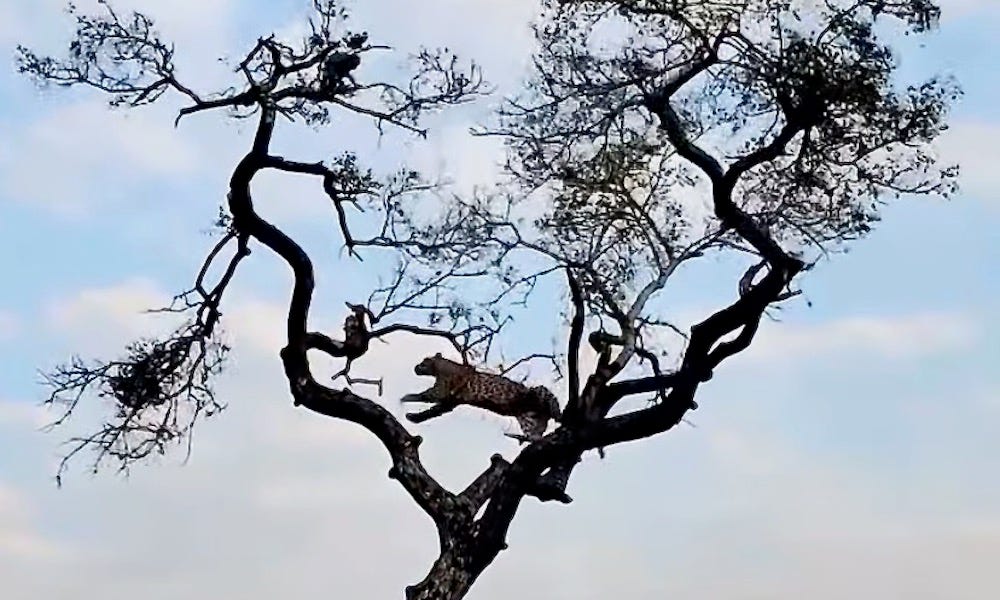 Leopard vs. monkey: Epic tree chase video