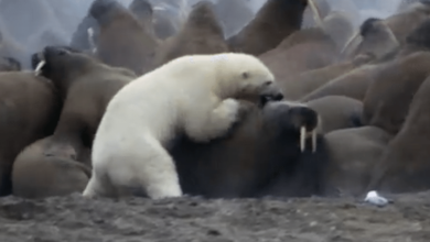 How Do You Think the Polar Bear Did Against a Wall of Walrus?