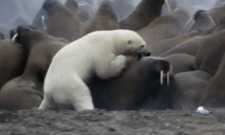 How Do You Think the Polar Bear Did Against a Wall of Walrus?