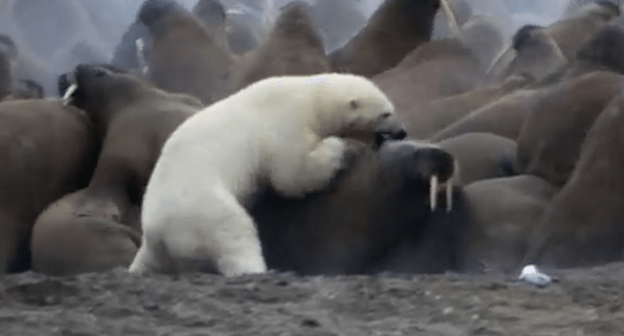How Do You Think the Polar Bear Did Against a Wall of Walrus?