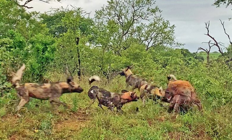 Hyena Cries as Wild Dogs Attack it