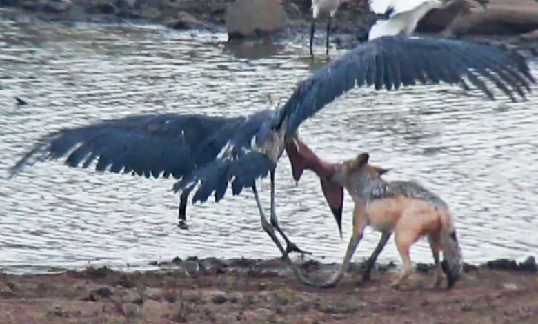 Jackal Kills Stork In Epic Wilderness Battle