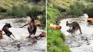 Dramatic video of kangaroo fighting off dogs fuels Aussie myth