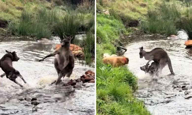 Dramatic video of kangaroo fighting off dogs fuels Aussie myth