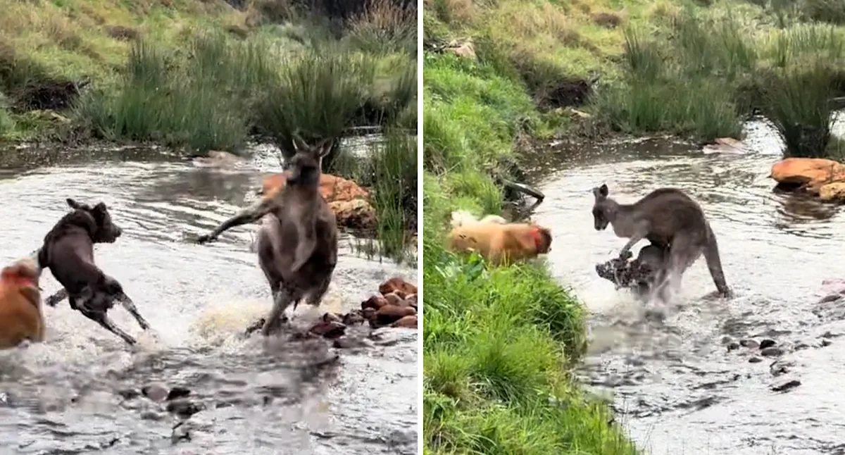 Dramatic video of kangaroo fighting off dogs fuels Aussie myth