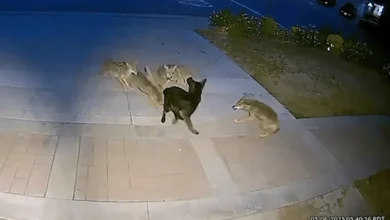 Video from a Ring security camera shows a brave labrador retriever fending off a pack of coyotes in front of a home in Brea on May 6, 2025. (Steve Shatynski)