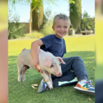Family rescues pig after he falls out of truck on highway