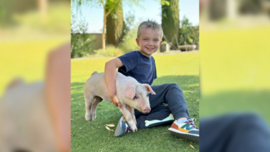 Family rescues pig after he falls out of truck on highway