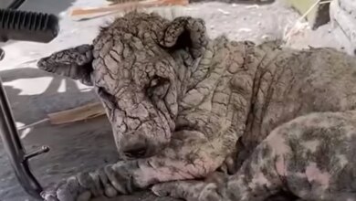 Rescuers Find Dog Who's 'Turned To Stone' — Then Uncover His Sweet Face