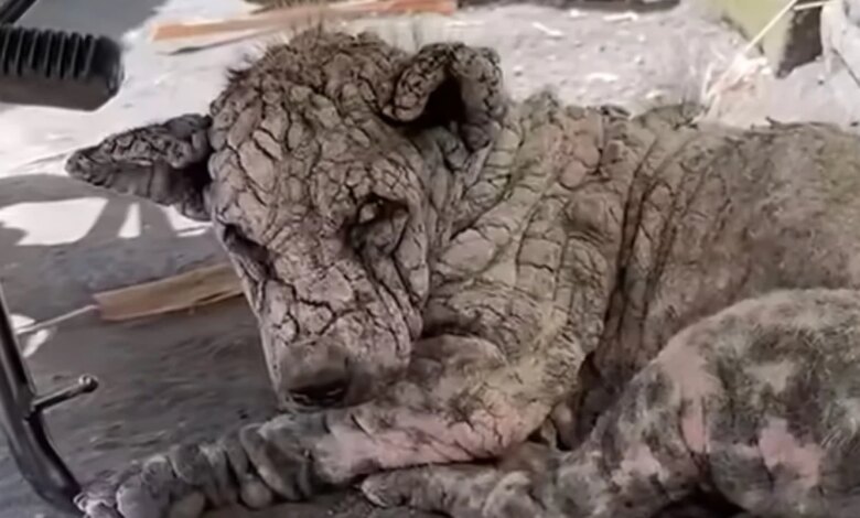 Rescuers Find Dog Who's 'Turned To Stone' — Then Uncover His Sweet Face