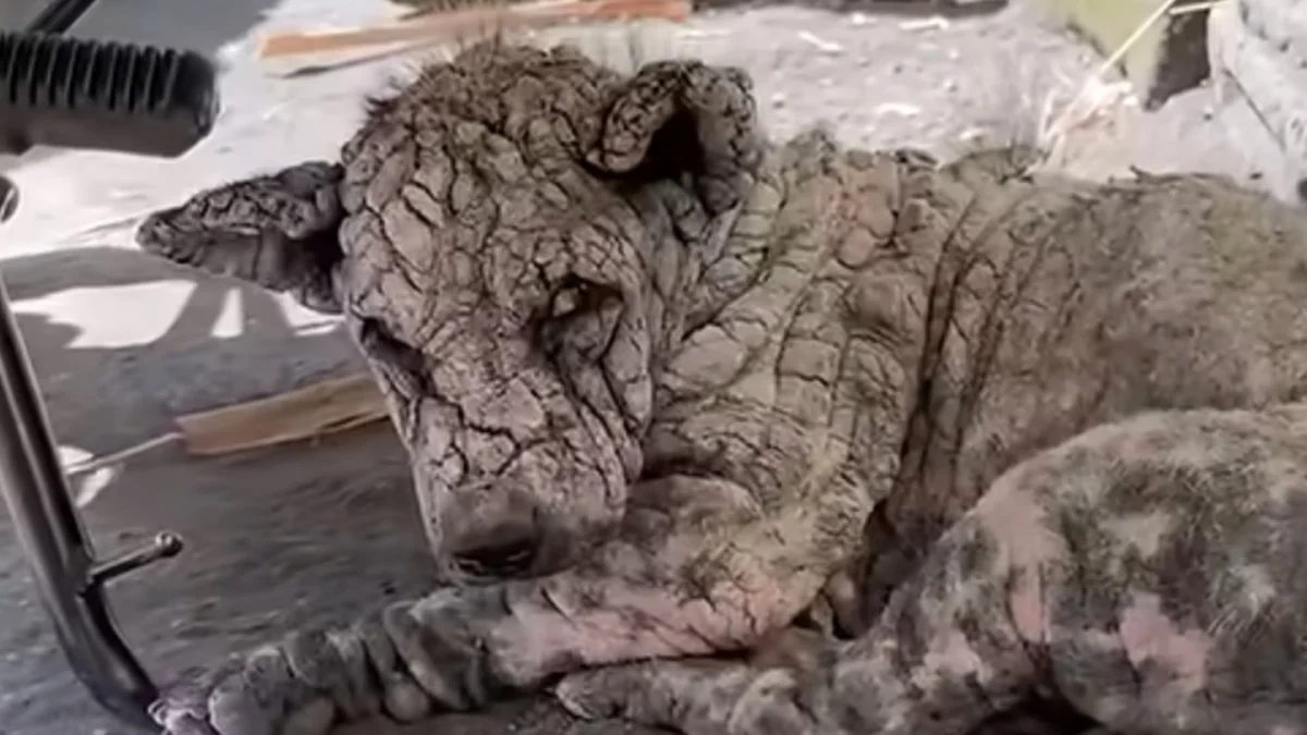 Rescuers Find Dog Who's 'Turned To Stone' — Then Uncover His Sweet Face
