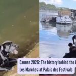 Peak humanity: Parisians form a human chain to save a drowning pup from the Seine River |
