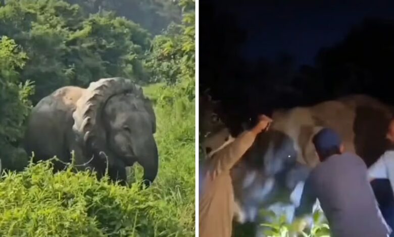 Assam Elephant Rescued After Tractor Tyre Gets Tightly Lodged Around Its Neck