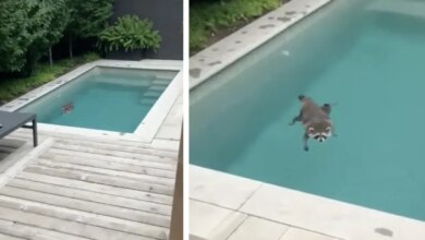 Chubby Raccoon Keeps Coming Back To Swim In Woman's Pool In Canada