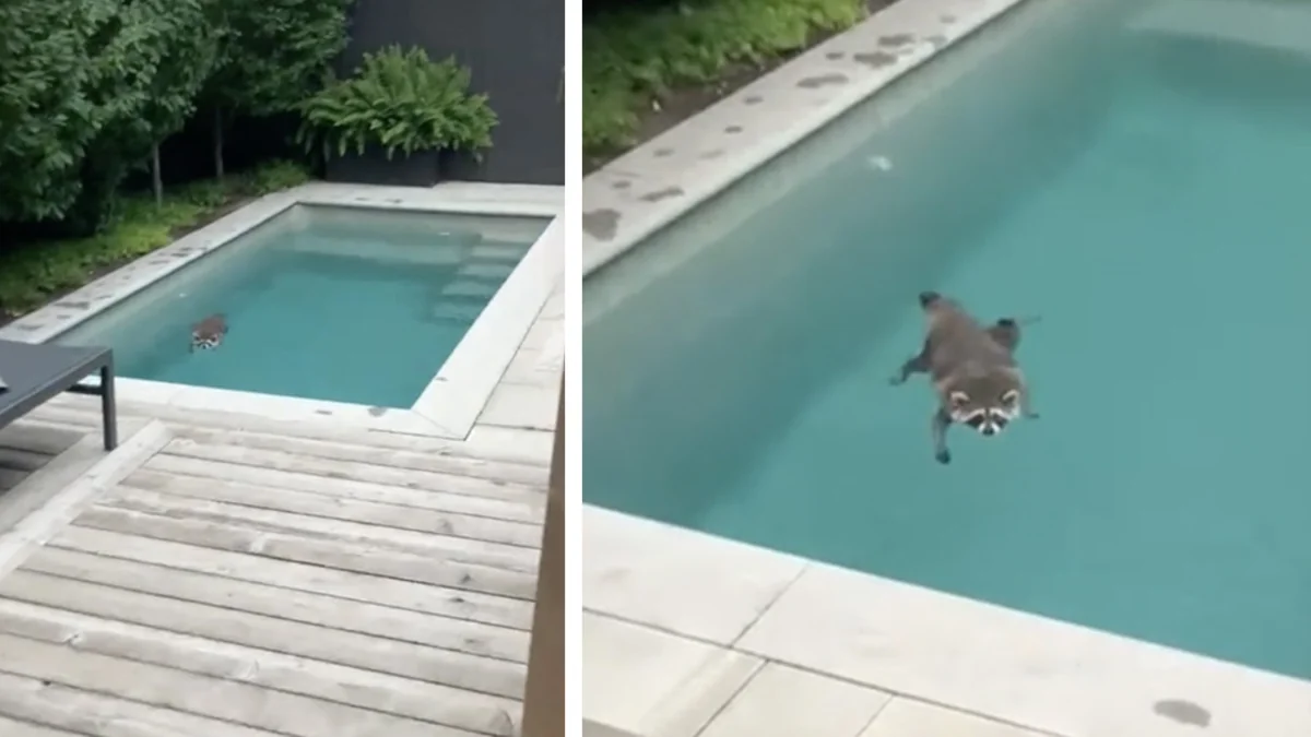 Chubby Raccoon Keeps Coming Back To Swim In Woman's Pool In Canada