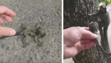 Guy Finds Baby Monkey On Ground And Reunites Her With Her Worried Mom