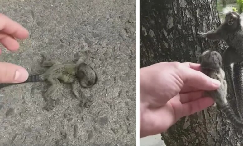 Guy Finds Baby Monkey On Ground And Reunites Her With Her Worried Mom