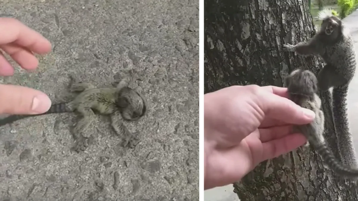 Guy Finds Baby Monkey On Ground And Reunites Her With Her Worried Mom
