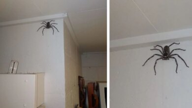 Woman Shares Her Home With A Giant Spider Who Moved In One Day
