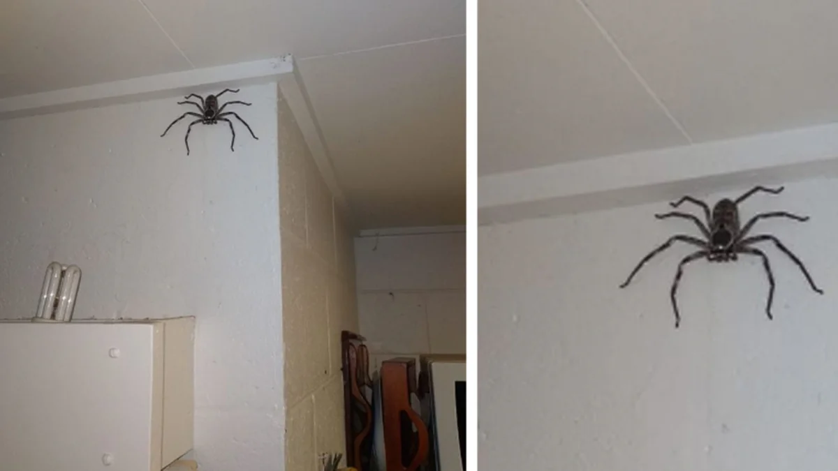 Woman Shares Her Home With A Giant Spider Who Moved In One Day