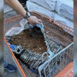 Man Buys Bag Of Mulch And Jumps When He Finds Babies Snuggled Inside