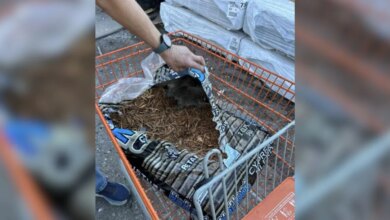 Man Buys Bag Of Mulch And Jumps When He Finds Babies Snuggled Inside