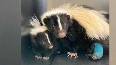 Mama Skunk Adopts Orphaned Baby — Then A Miracle Happens