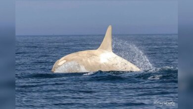 Wildlife Photographer Left Stunned After Capturing A Rare Orca On Film
