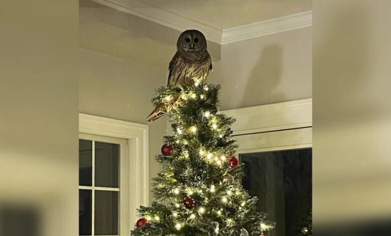 Owl Drops Down The Chimney And Replaces Star On Christmas Tree