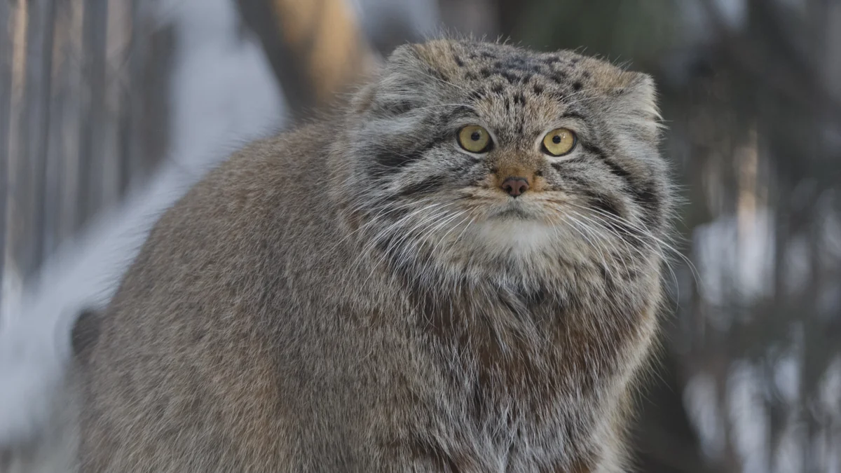 Rare Pallas's Cat Found Living On Mount Everest