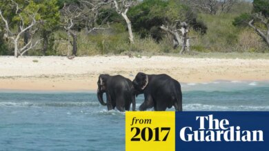 Mammoth effort: Sri Lankan navy rescues two elephants washed out to sea | Animals