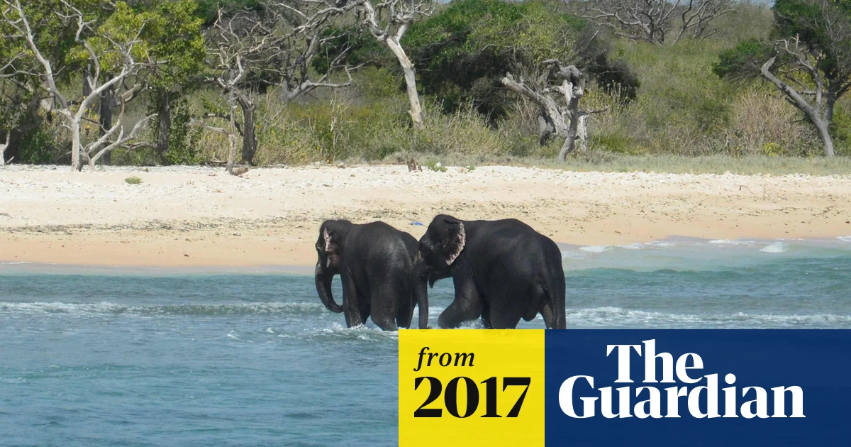 Mammoth effort: Sri Lankan navy rescues two elephants washed out to sea | Animals